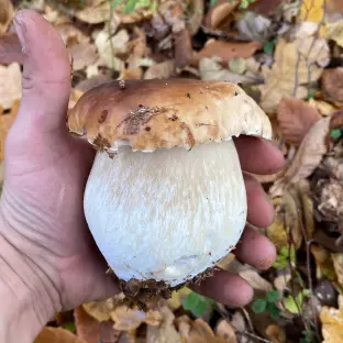 Назар    Тимчук 