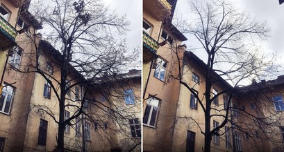 Санітарна обрізка дерева, Догляд за кроною