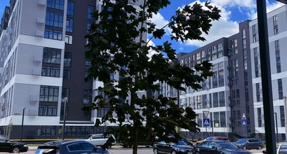 Структурна (формувальна) обрізка молодих дерев