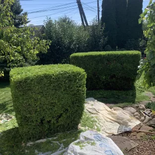 Стрижка рослин